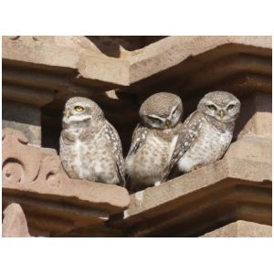 SPOTTED OWLETS